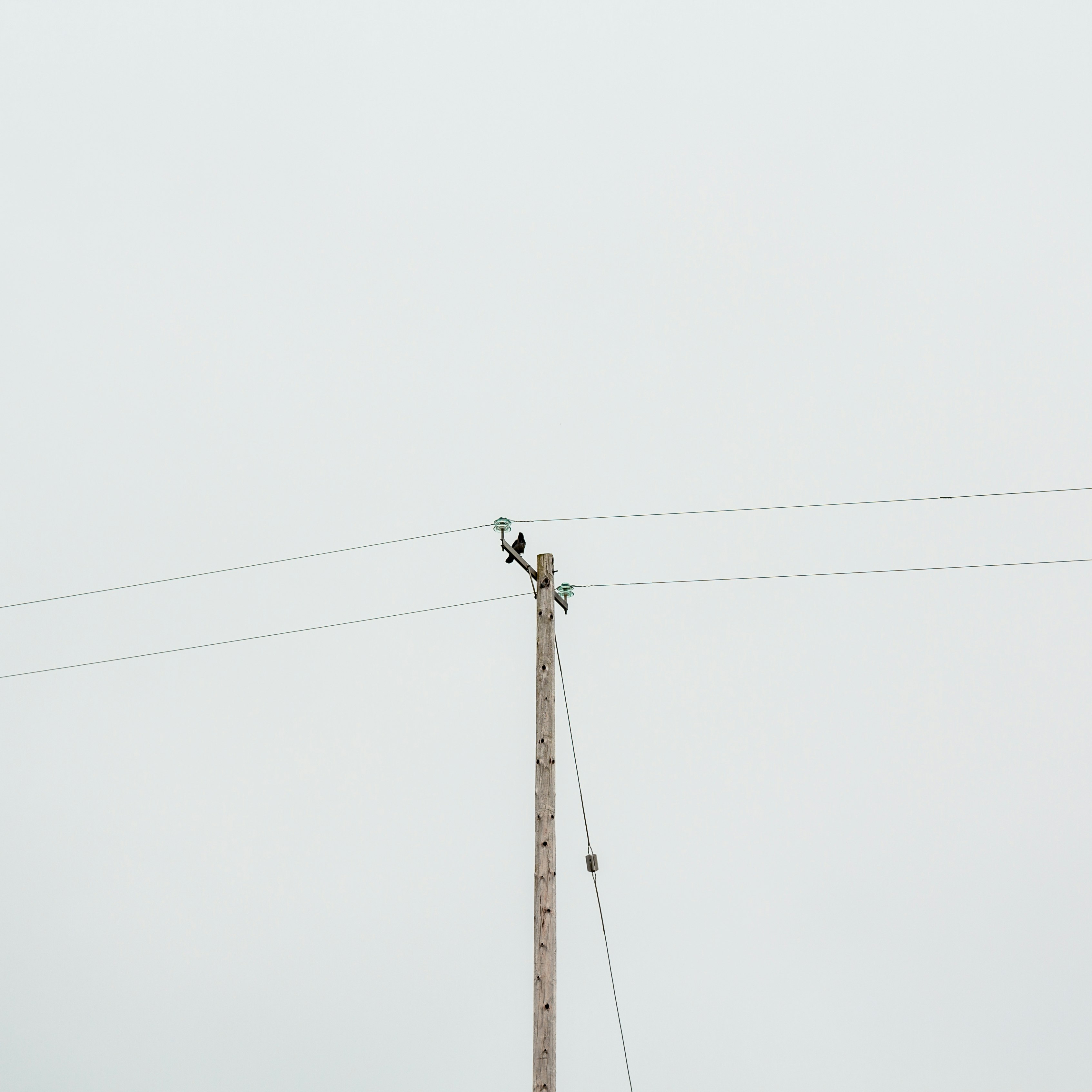 low-angle photography of bird on utility pole